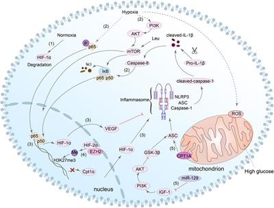 NLRP3-mediated pyroptosis in diabetic nephropathy